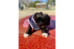 Emily - Schnoodle for sale