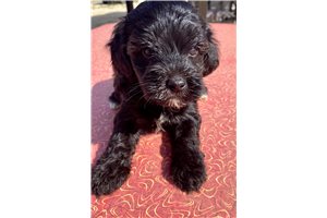 Ruby - Schnoodle for sale