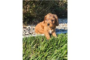 Dax - Cavapoo for sale