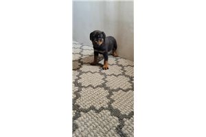 Connie - Rottweiler for sale