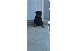 Kathy - Rottweiler for sale
