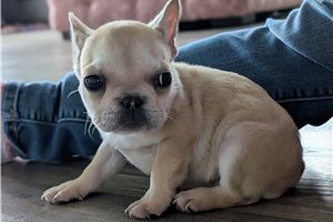 Jeter - French Bulldog for sale