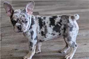 Frisco - puppy for sale