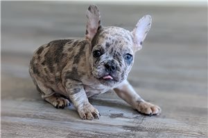 Friar - French Bulldog for sale
