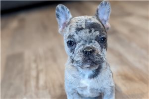 Elizabeth - French Bulldog for sale