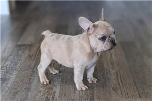 Fritz - French Bulldog for sale