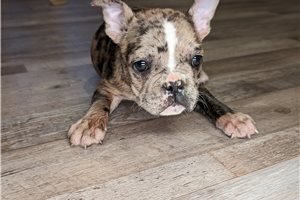 Jett - French Bulldog for sale
