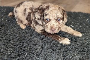 Kasen - Labradoodle for sale