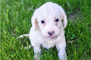 Pavani - Labradoodle for sale