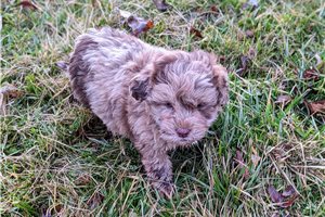 Kody - Labradoodle for sale