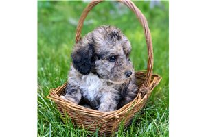 Royce - Labradoodle for sale