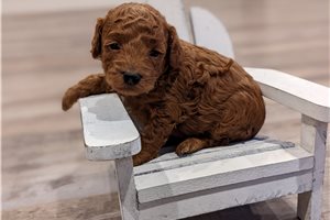 Walter - Miniature Poodle for sale