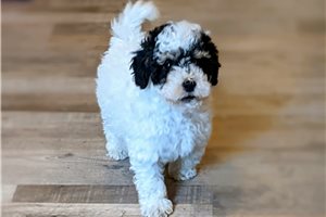 Luka - Miniature Poodle for sale