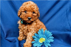Angelica - Poodle, Miniature for sale