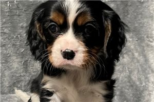 Carl - puppy for sale