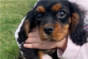 Coleman - Cavalier King Charles Spaniel for sale