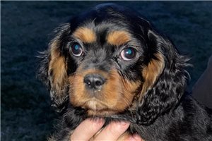 Coleman - Cavalier King Charles Spaniel for sale