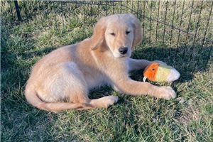 Gadiel - puppy for sale