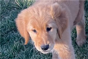 Geraldine - puppy for sale