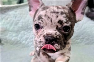 Amber - French Bulldog for sale