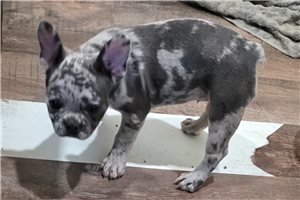 Amber - French Bulldog for sale