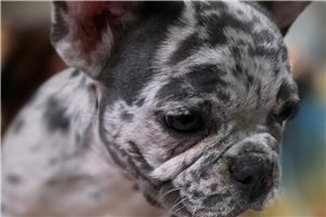 Amber - French Bulldog for sale