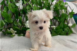 Becks - Maltese for sale