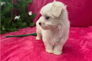 Blakely - puppy for sale