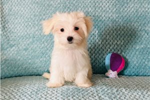 Konner - Maltese for sale