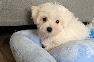 Beckham - Maltese for sale