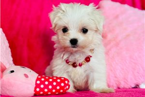 Krista - puppy for sale