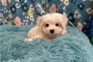 Beckham - Maltese for sale