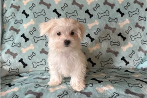 Kaleb - Maltese for sale