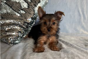 Henry - Yorkshire Terrier - Yorkie for sale
