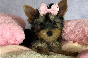 Allison - Yorkshire Terrier - Yorkie for sale