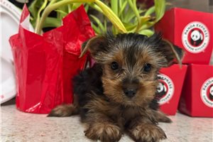 Henry - Yorkshire Terrier - Yorkie for sale