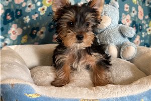 Heath - Yorkshire Terrier - Yorkie for sale