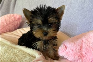 Sidney - Yorkshire Terrier - Yorkie for sale