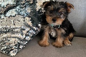 Ignacio - Yorkshire Terrier - Yorkie for sale