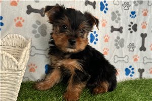 Lucas - Yorkshire Terrier - Yorkie for sale