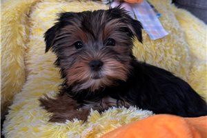 Ainsley - Yorkshire Terrier - Yorkie for sale