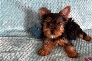 Lucas - Yorkshire Terrier - Yorkie for sale