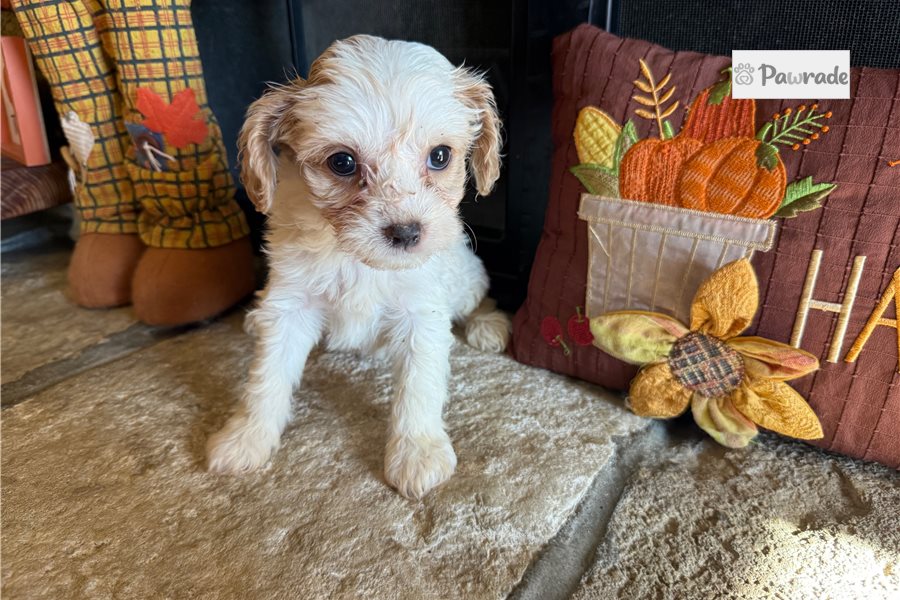 Everly - Cavalier King Charles Spaniel for sale