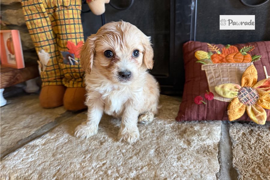 Edward - Cavalier King Charles Spaniel for sale