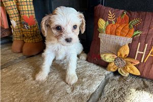 Everly - Cavalier King Charles Spaniel for sale