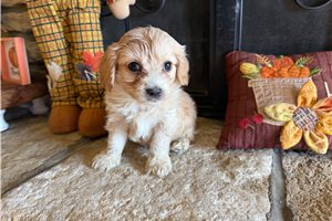 Edward - Cavalier King Charles Spaniel for sale