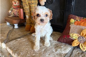 Emma - Cavalier King Charles Spaniel for sale