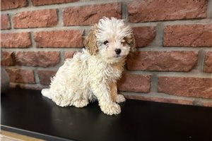 Norm - Cavapoo for sale