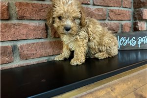Nix - puppy for sale