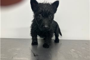 Alea - Scottish Terrier for sale